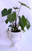 Kolokasie (Colocasia esculenta)*****
