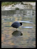 🖼️ Gerahmtes Naturfoto – Blässhuhn mit Spiegelbild 30x40 cm