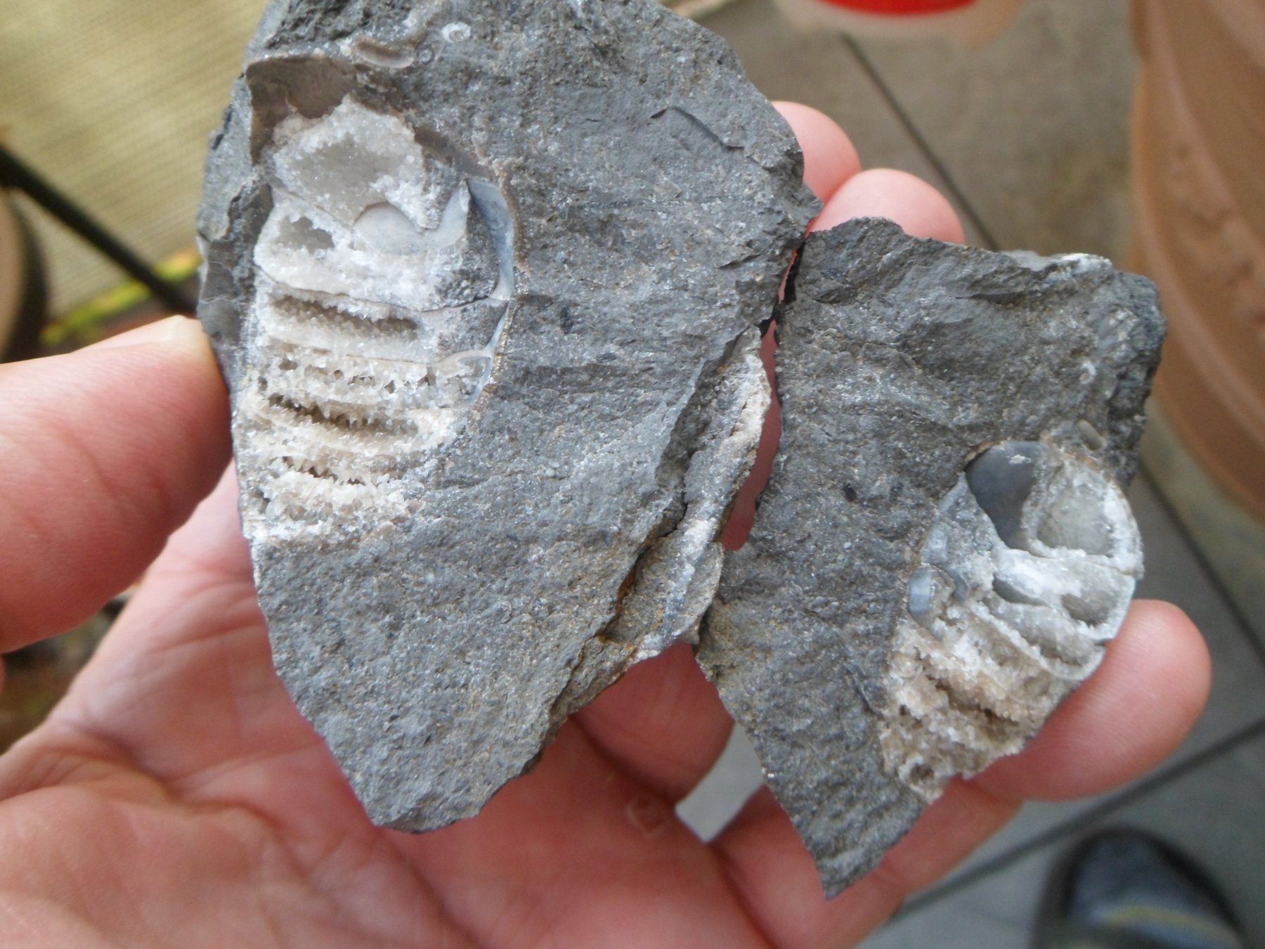 Fossilien: Fossil, Nautilus, Schweiz – Gebraucht aus Affoltern am Albis von Fossil60 5