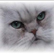 Profile image of Brigitte32ch