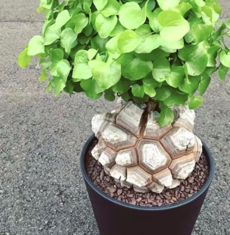 Características e cultivo da planta Casco de tartaruga (Dioscorea