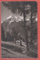 Grächen - Bäume vor Weisshorn - Fotokarte Gyger ca. 1935