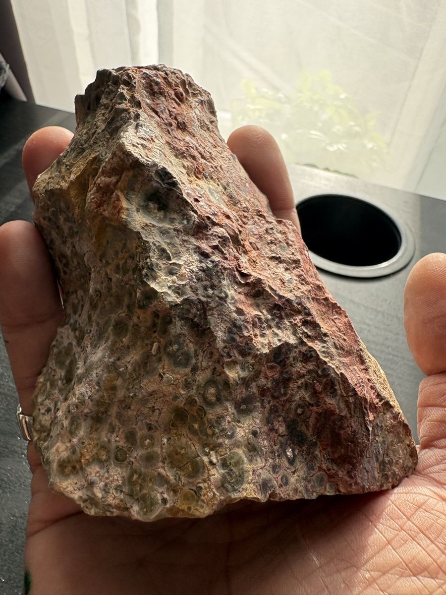 Alle Dekorationen: Steinzeit Deko für Reptilien oder Aquarium – Neu (gemäss Beschreibung) aus Koblenz von l-rocca