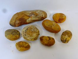 ungeöffnete Knollen EISENSTEIN FOSSIL MAZON CREEK USA