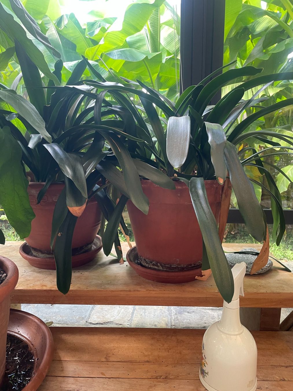 Plantes & graines: Clivia – D'occasion à Meilen par Leapianna 1