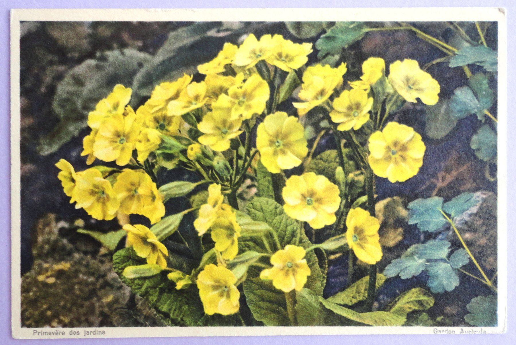 Cartoline postali: Primevère des jardins – Usato da Fétigny venduto da Billy2miny