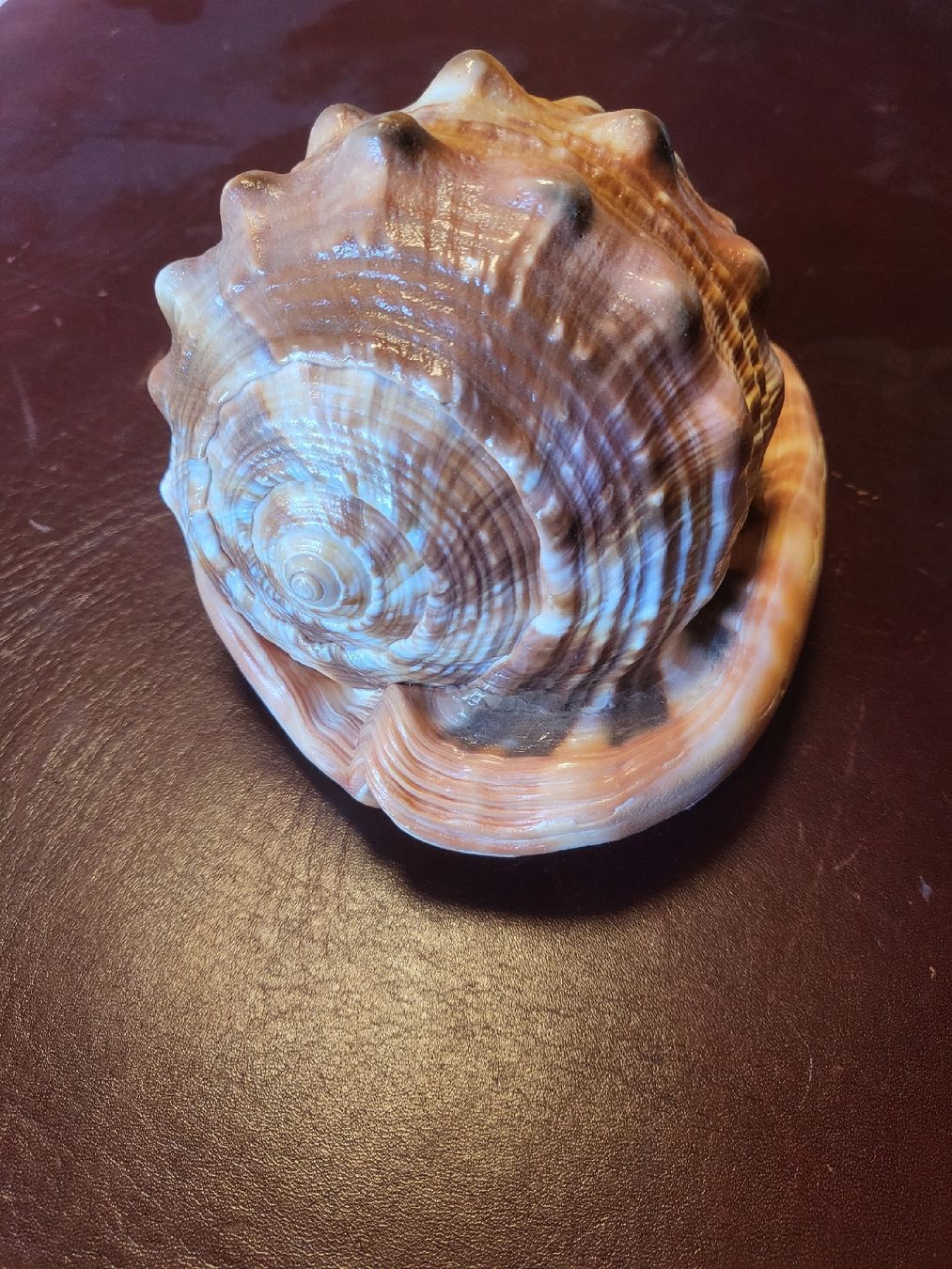 Fossili: Wunderschöne grosse Schneckenmuschel – Usato da Untersiggenthal venduto da vonberner 3