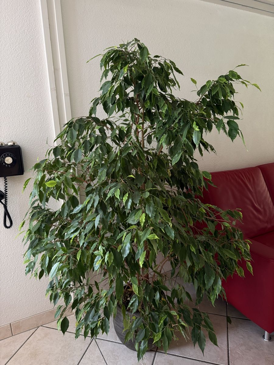Plantes & graines: Zimmerpflanze Ficus – D'occasion à Wynigen par KaZu79 1