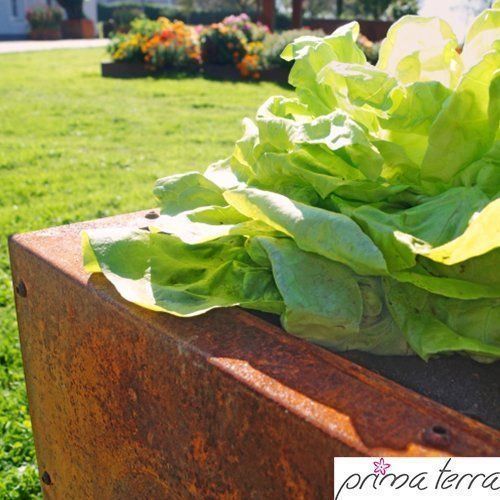 Vasi per fiori: Niedrigbeet Planus Edelrost 118x118x35cm – Nuovo e nell'imballaggio originale da Erlen venduto da casaterra 1
