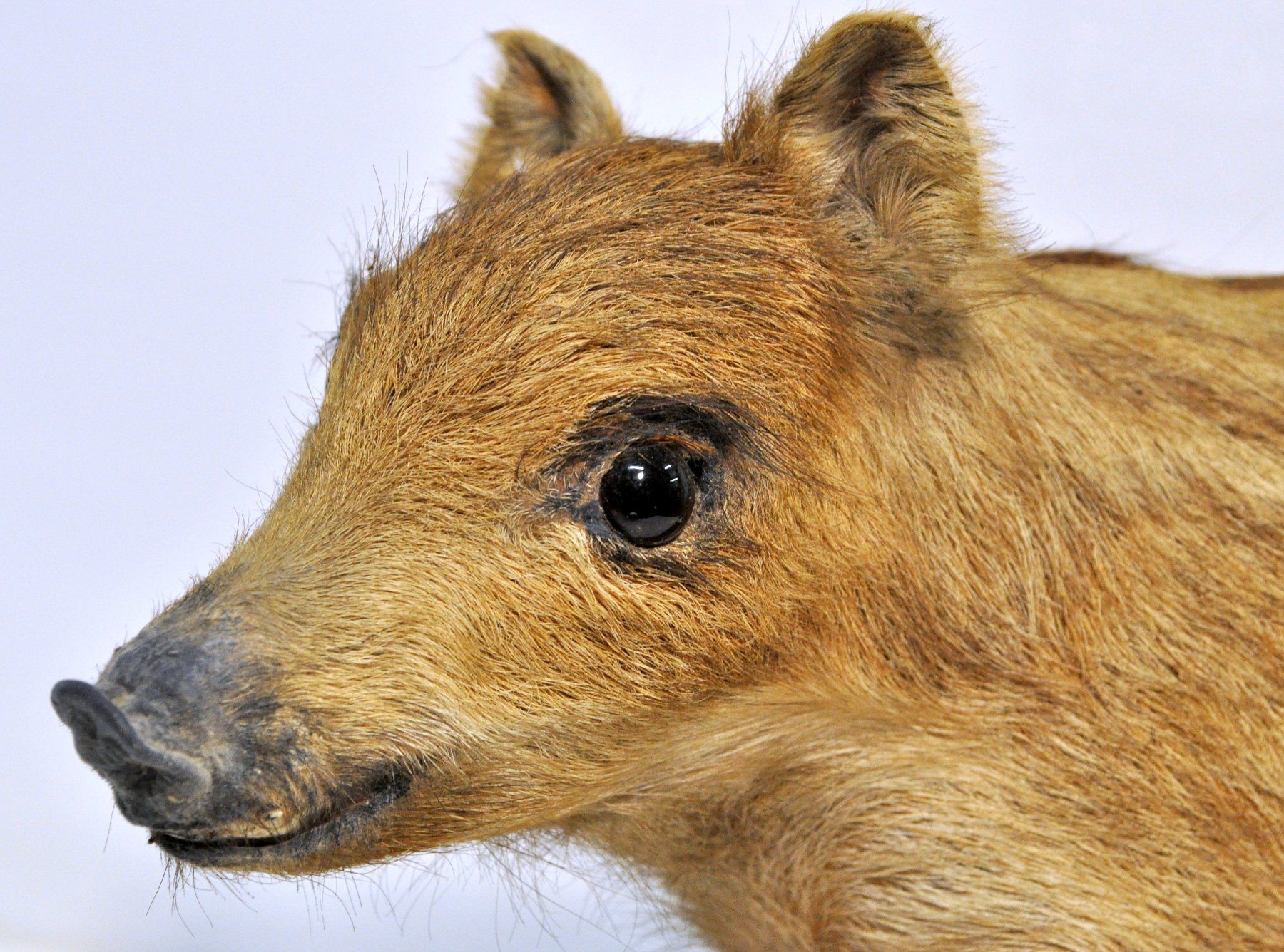 Welt der Tiere: Marcassin naturalisé – Gebraucht aus Neuchâtel von Neuchatel 6
