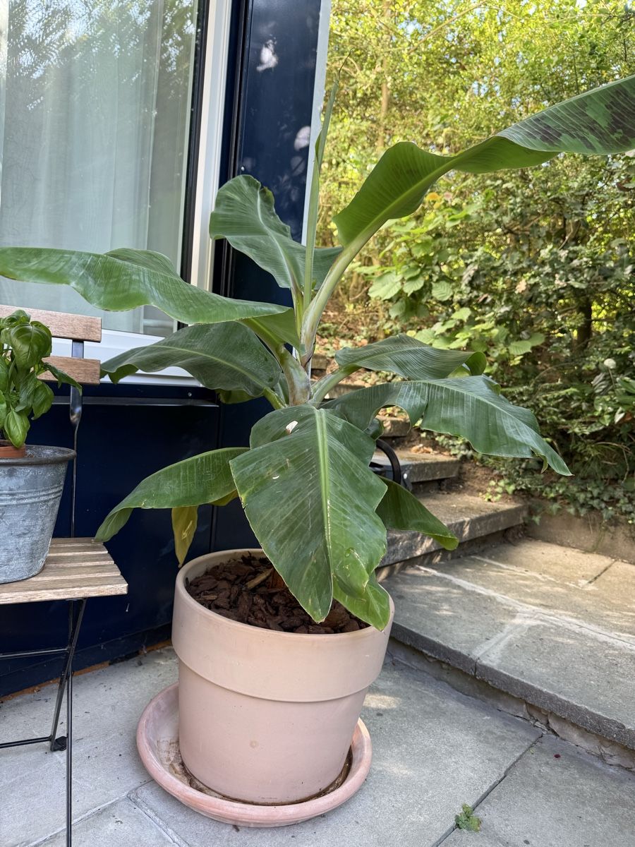 Plantes & graines: Bananenpflanze im Topf – D'occasion à St. Gallen par Red-Curry 2