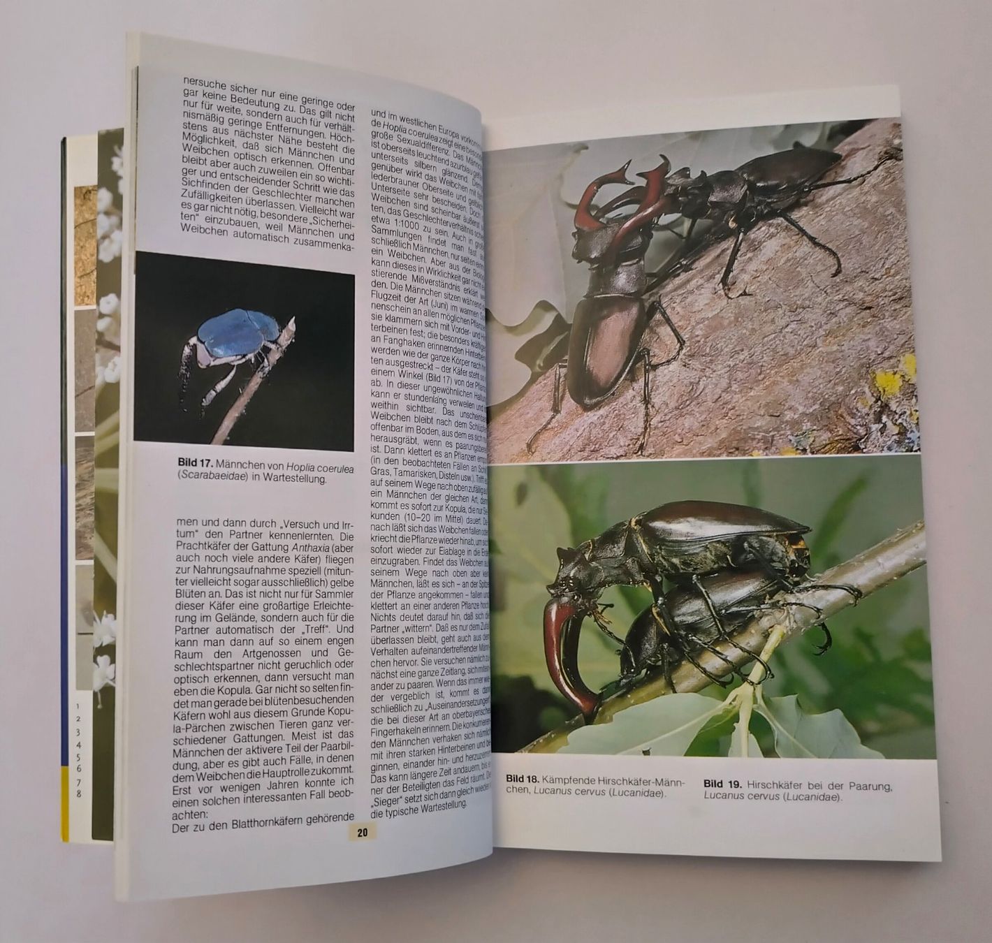 Livres: Käfer Buch / Der Kosmos Käferführer / Buch mit 352 Seiten – D'occasion à Bellach par JingleJerry 9