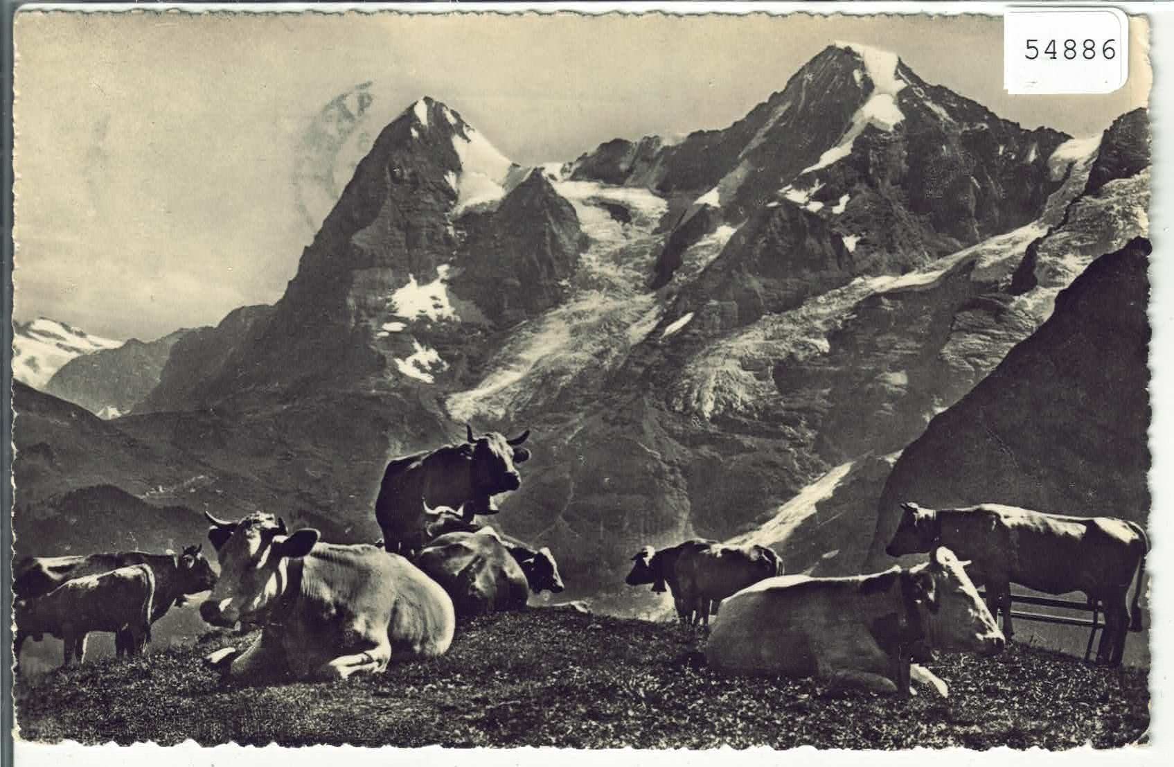 Cartoline postali: Grindelwald - Männlichen - Kuhherde – Usato da Ettingen venduto da Kartenplanet
