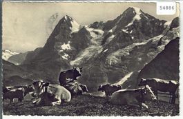 Grindelwald - Männlichen - Kuhherde