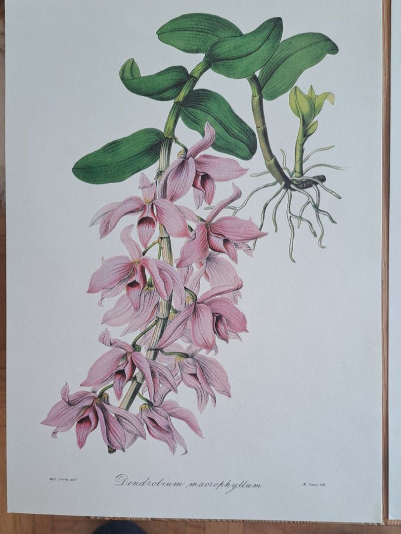 Foto & Immagini: 4 Kunstdrucke Blumen, Botanik – Nuovo (secondo la descrizione) da Thun. venduto da countrygirl12 6