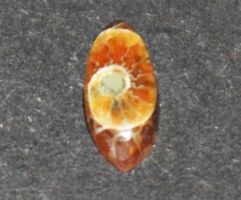 Cabochon L-8577 – Ammonit Fossil Marquise 3x7mm