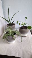 Set von 3 (Grünlilie, UFO Pflanze & Sansevieria Fernwood)