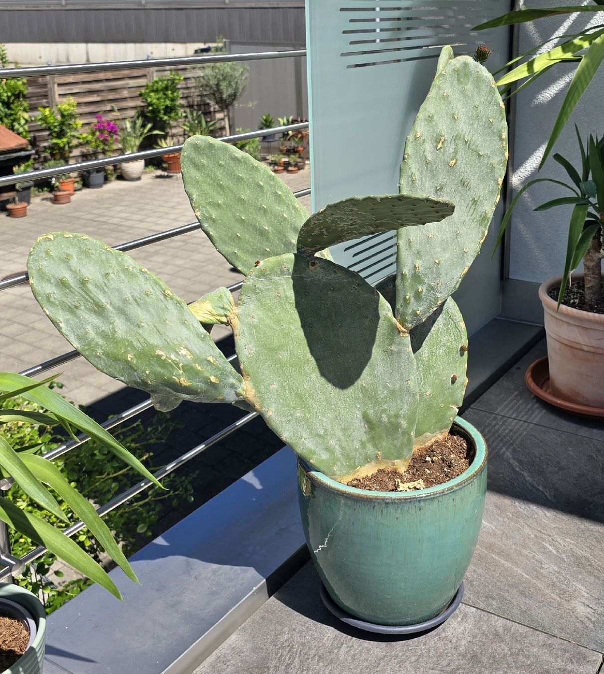 Piante & sementi: Opuntia Indica mit Topf   – Nuovo (secondo la descrizione) da Aarburg venduto da popkorn65 1