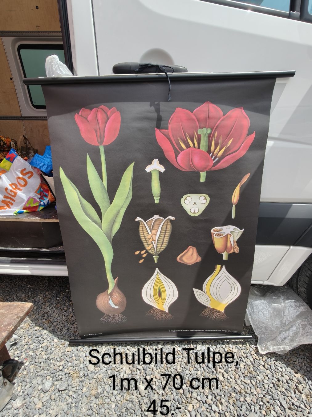Poster & Bilder: Schulbild Tulpe – Gebraucht aus Hittnau von vb-haus