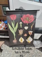 Schulbild Tulpe