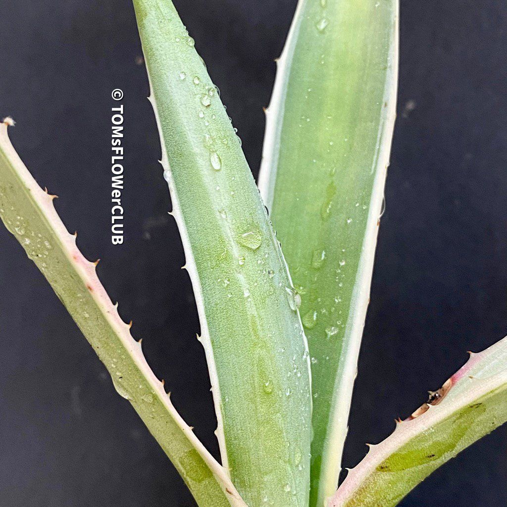 Piante & sementi: Agave Angustifolia Marginata - Sonne liebend – Nuovo e nell'imballaggio originale da Adliswil venduto da astom369 4