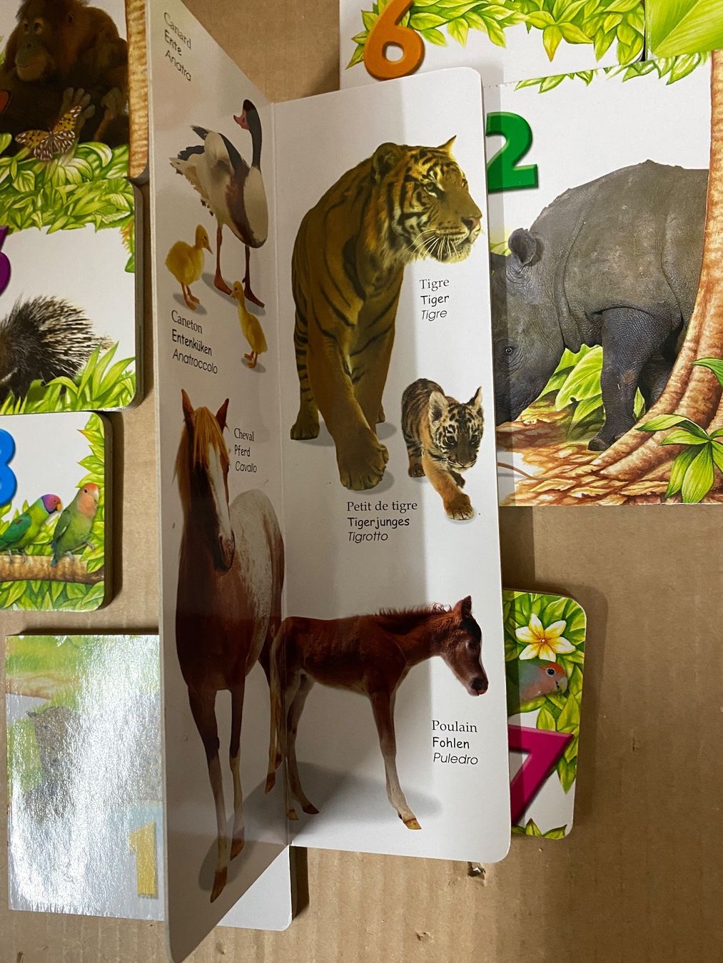 Bücher: Zoo Bücher (vergleiche) – Gebraucht aus Eschlikon TG von ArtRec 5