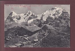 EIGER, MÖNCH und JUNGFRAU - Kühe
