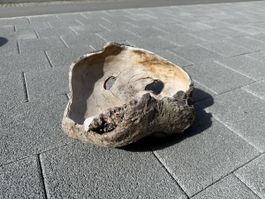 Deko Holz Schale aus der Natur