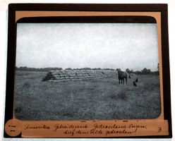 Glasdia USA Getreideernte - gedroschener Weizen, um 1920
