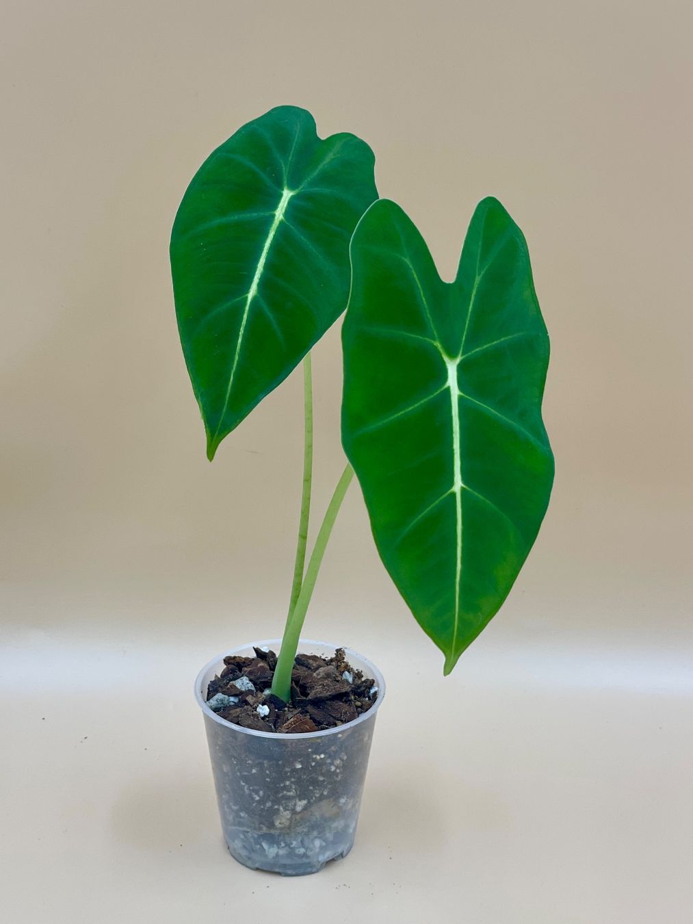 Pflanzen & Samen: Alocasia Frydek – Neu (gemäss Beschreibung) aus Zürich von Leafscape