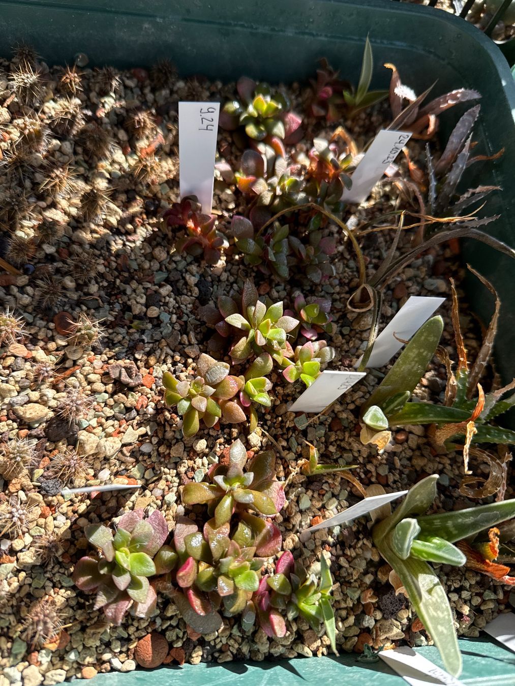 Piante & sementi: Anacampseros refuscens variegata – Nuovo (secondo la descrizione) da Rorbas venduto da SimS0n 3