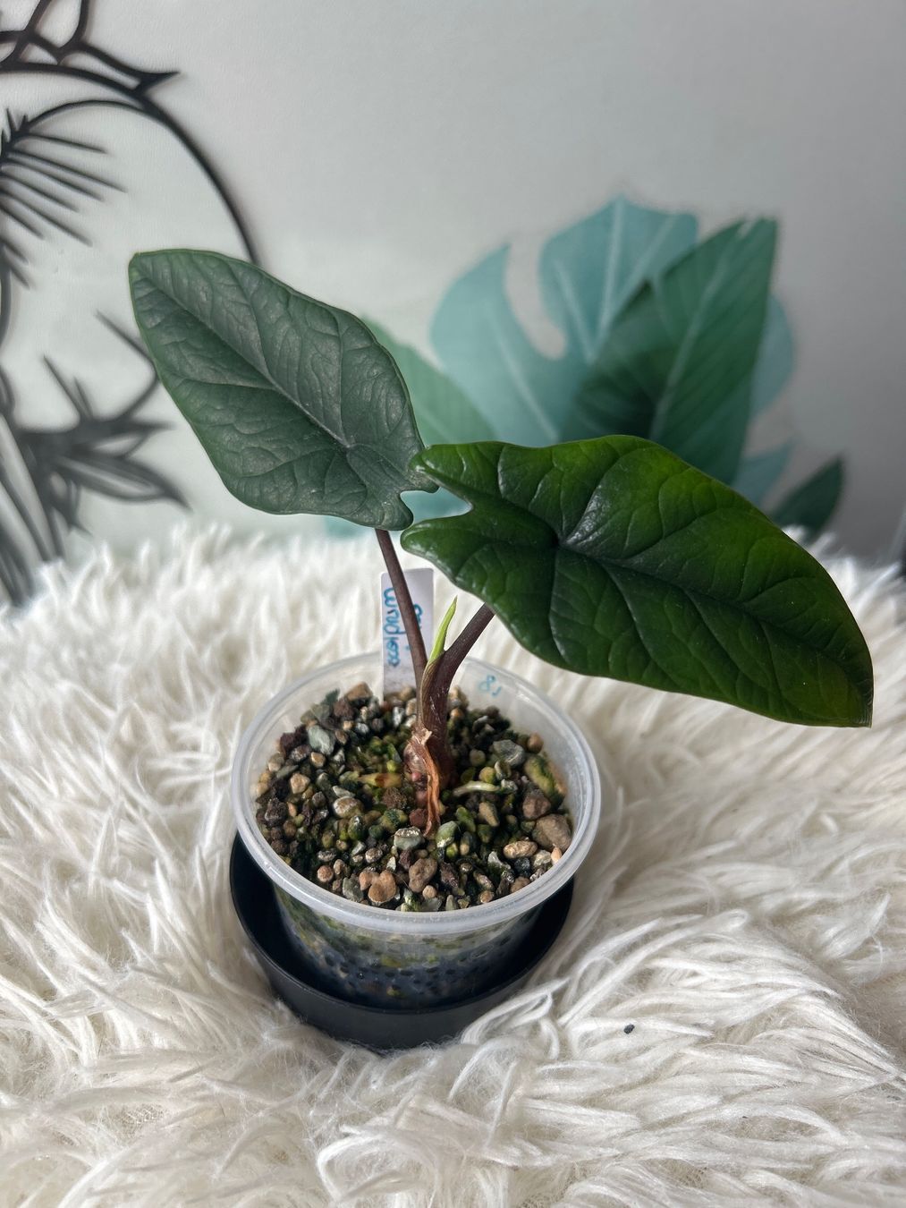 Piante & sementi: Alocasia Scalprum Aurea – Nuovo (secondo la descrizione) da Scherzingen venduto da Elefantenohr.ch