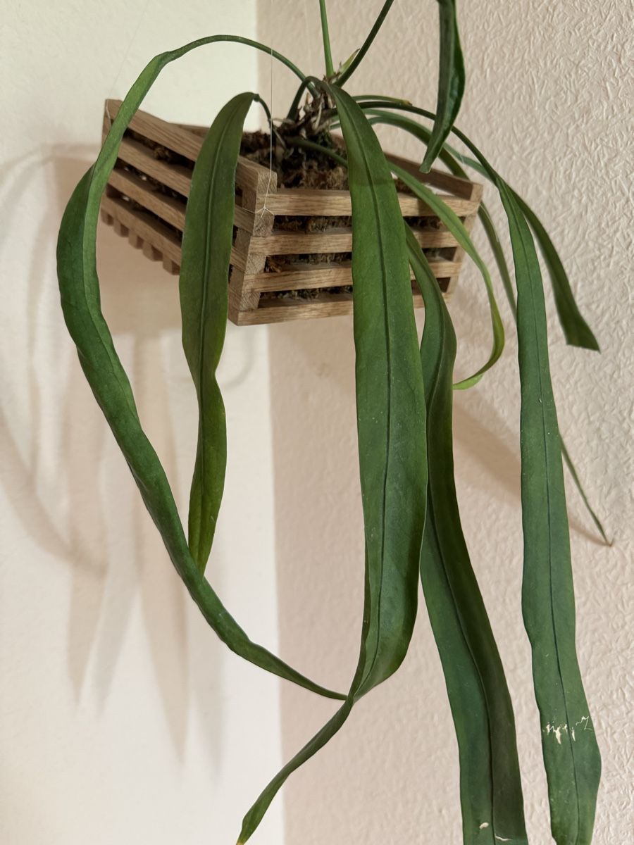 Pflanzen & Samen: Anthurium vittarifolium – Gebraucht aus Männedorf von mrclst 1
