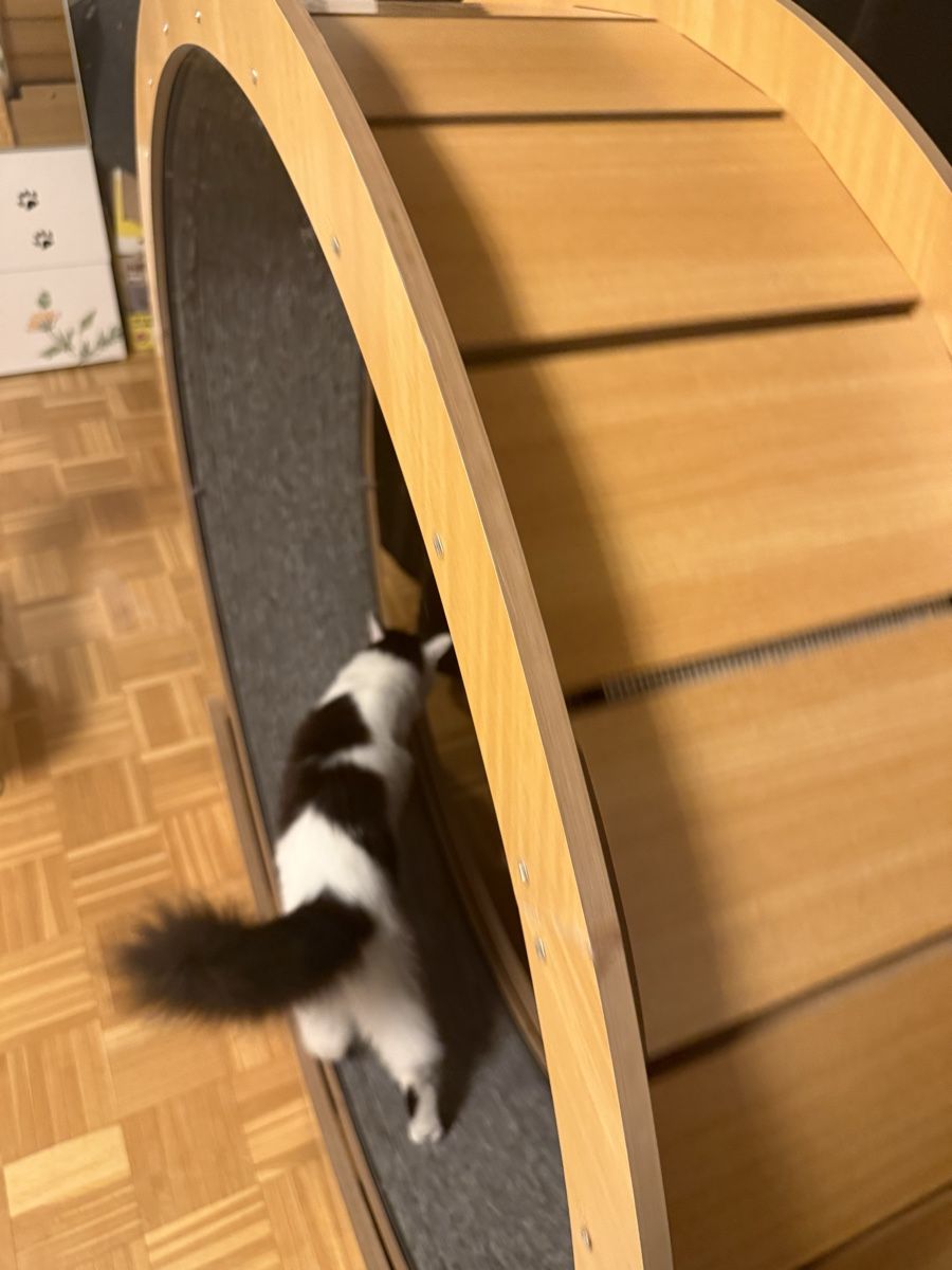 Tiragraffi: Katzenlaufrad – Usato da Münsingen venduto da Bartii95 2