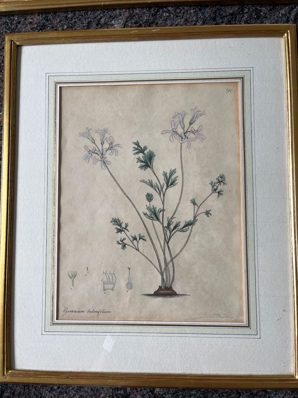 Foto & Immagini: 3 Botanische Kunstdrucke, gerahmt – Usato da Spiegel b. Bern venduto da Burdicrew 2