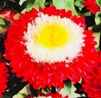 Ab 5.- fr 20 Stk SAMEN BLUME ASTERN POMPON