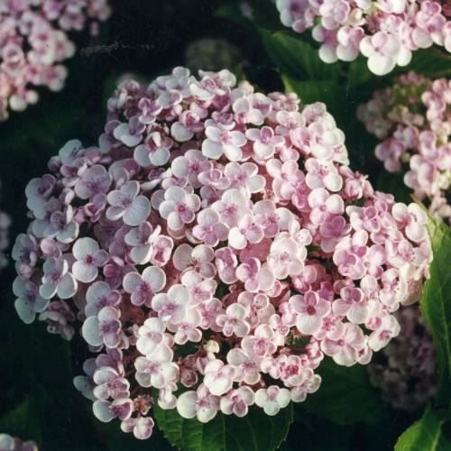 Piante & sementi: Hortensia Lila 2 PLANTS – Nuovo (secondo la descrizione) da Bremblens venduto da FIBONACCI369 2