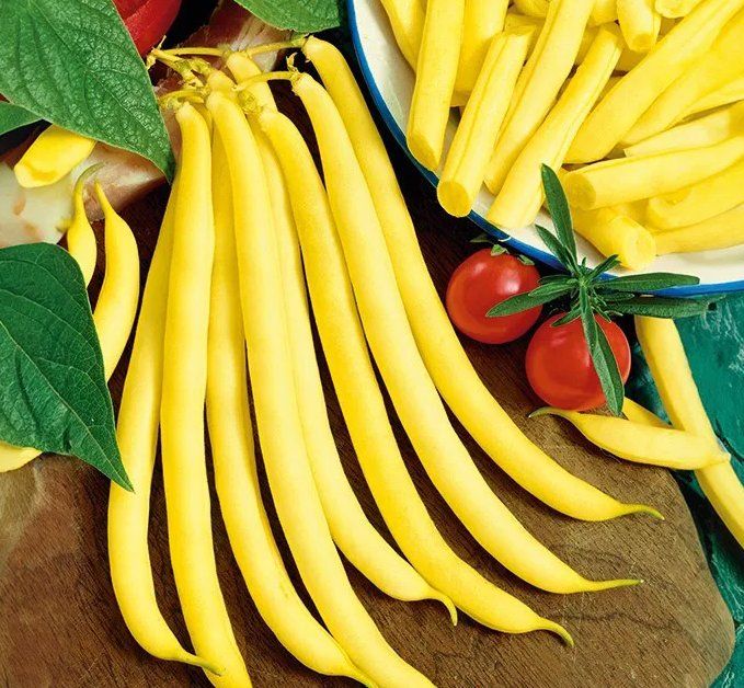 Plantes & graines: Gelbe BUSCHBOHNE Kinghorn Wax / 5 Samen – Neuf (Voir description) à Hinteregg par ERFOLG78