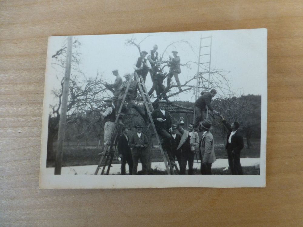 Foto Männer am Baum schneiden (Gebraucht) in Bettlach für CHF 1 mit