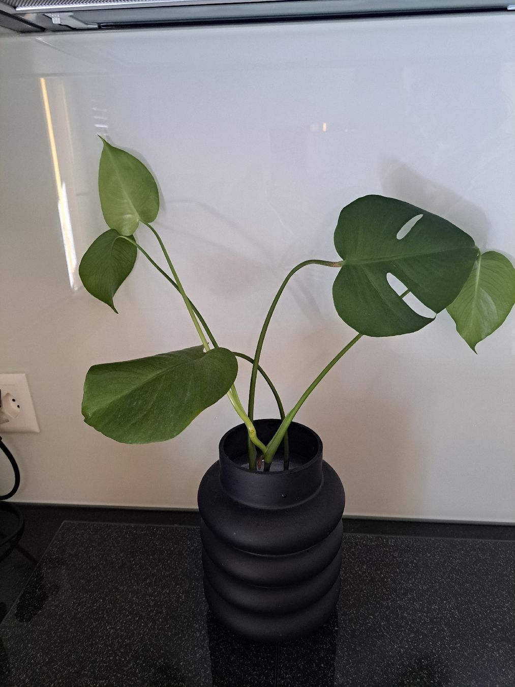 Piante & sementi: Monstera deliciosa – Nuovo (secondo la descrizione) da Samstagern venduto da mel_ks7d