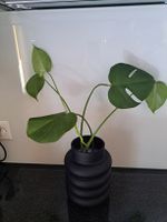 Monstera deliciosa