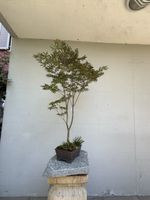🍁 Acer palmatum Trompenburg Bonsai 103 cm