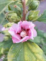 Hibiskus Winterhart