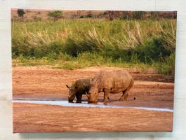 Bild Nashorner in Südafrika auf Fotoleinwand 40 x 30 cm