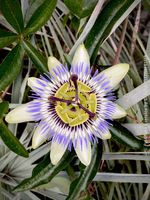 Passiflora Caerulea - blaue Passionsblume - winterhart