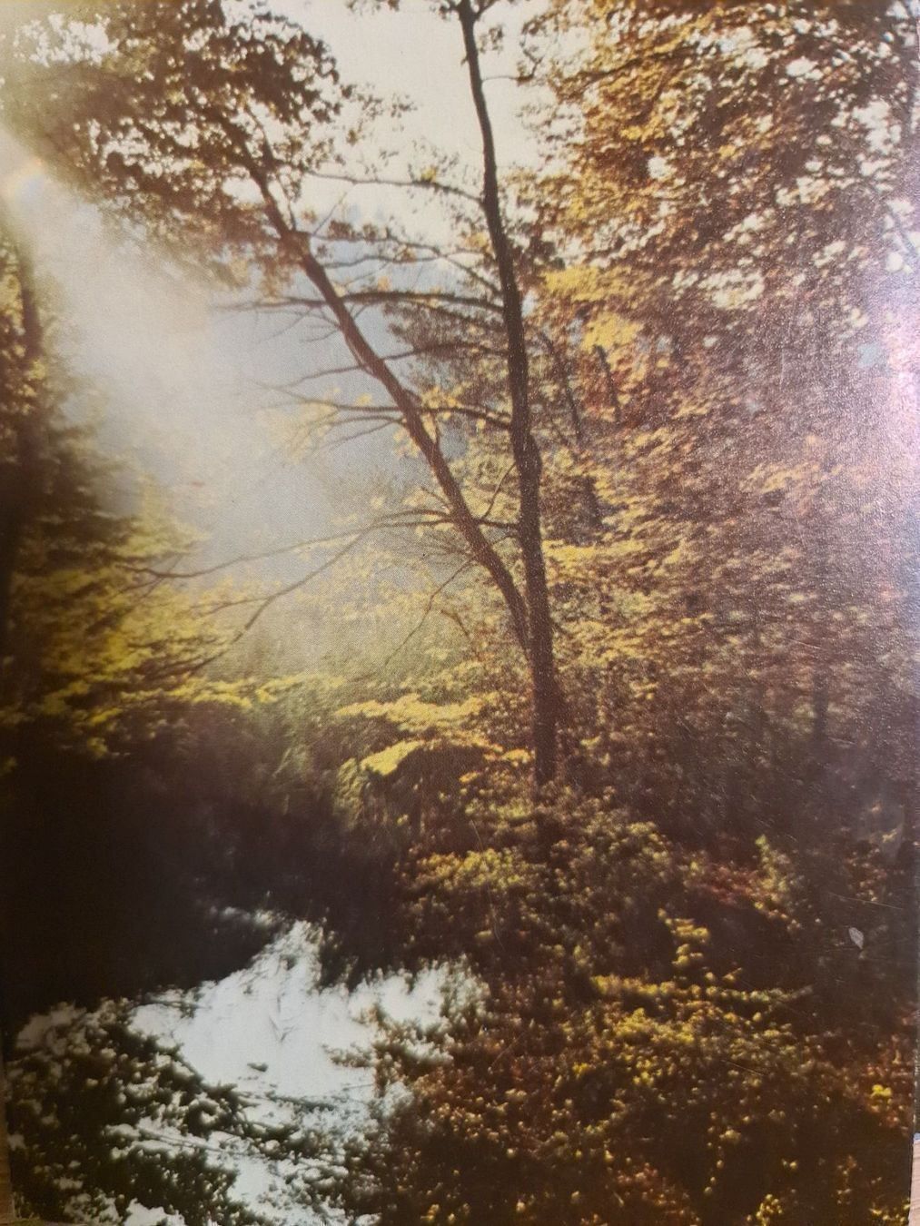 Cartoline postali: Ansichtskarte Wald – Nuovo (secondo la descrizione) da Dintikon venduto da Vexi