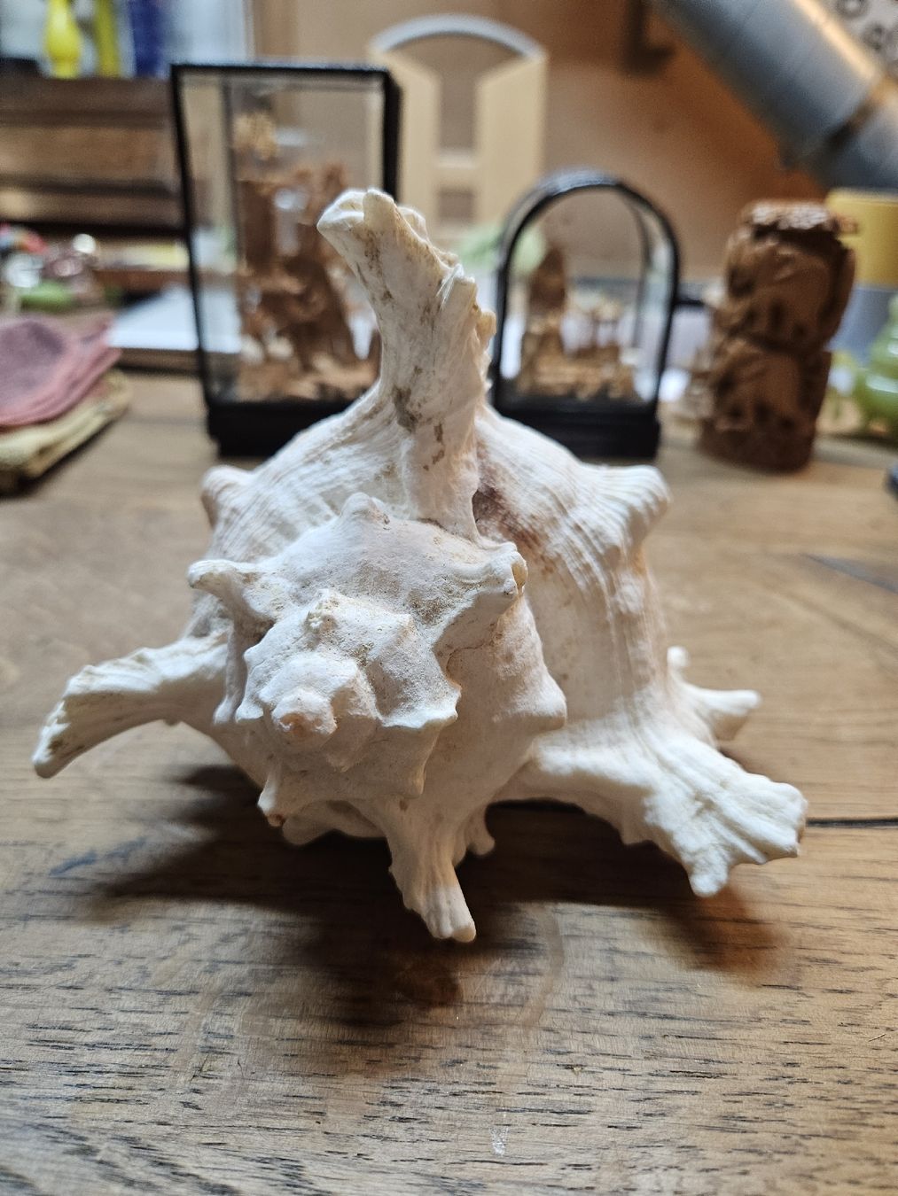 Fossilien: 1 grosse Muschel (Q) – Gebraucht aus Rorschach von TimelessTrading 2