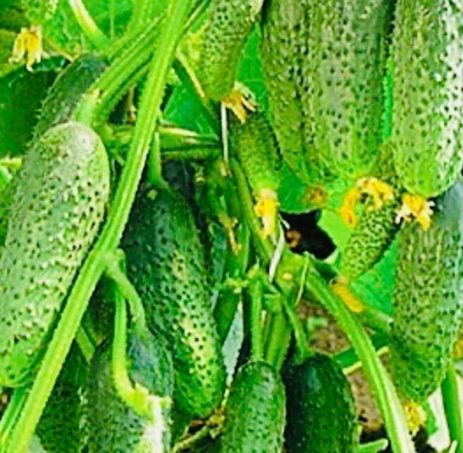 Piante & sementi: 50 SAMEN MINI GURKEN GRAINES SEMI SEEDS – Nuovo e nell'imballaggio originale da Rovio venduto da POSITIFFARTandPLANTS 4