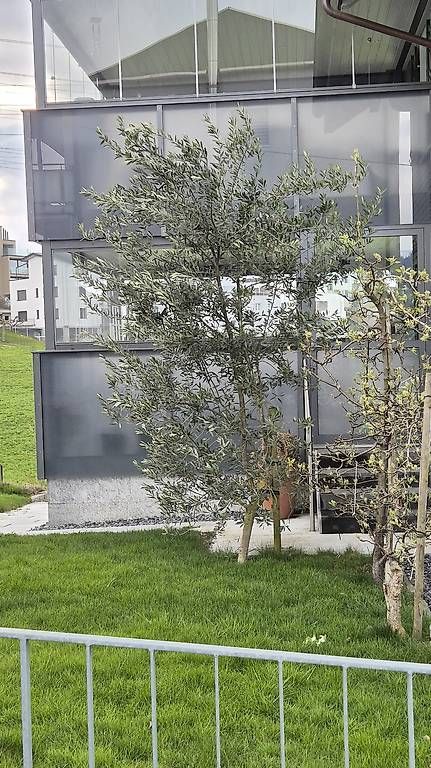 Piante & sementi: Olivenbaum 3.5 Meter hoch – Usato da Immensee venduto da ser_8529