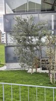 Olivenbaum 3.5 Meter hoch